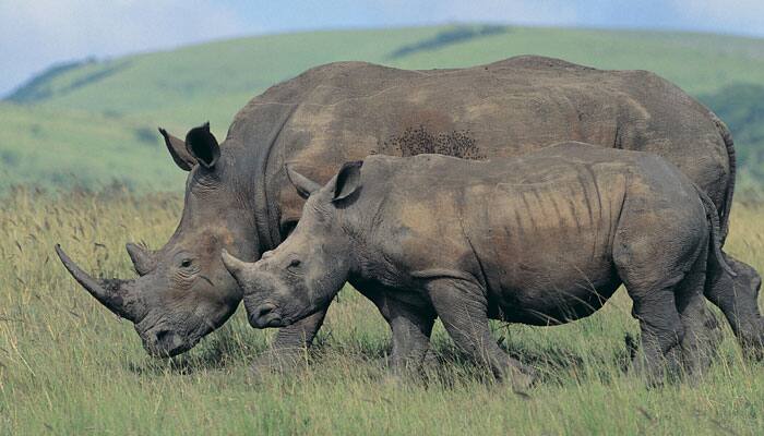 UN body warns against rhino poaching | Environment News | Zee News