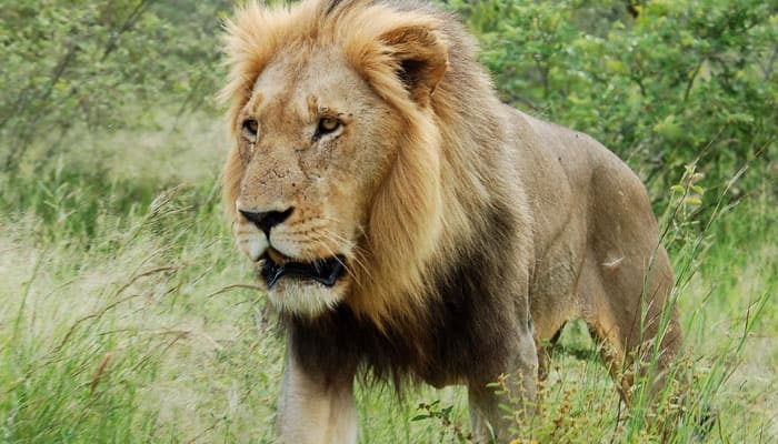 Task force to study growing habitat of Asiatic lions in Guj