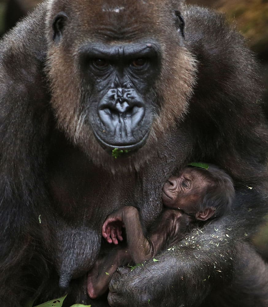 A baby Western lowland gorilla clings to its mother, Frala, at Taronga Zoo in Sydney.