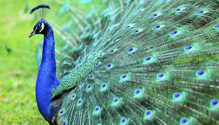 Forest department take steps to protect peafowls in Indore