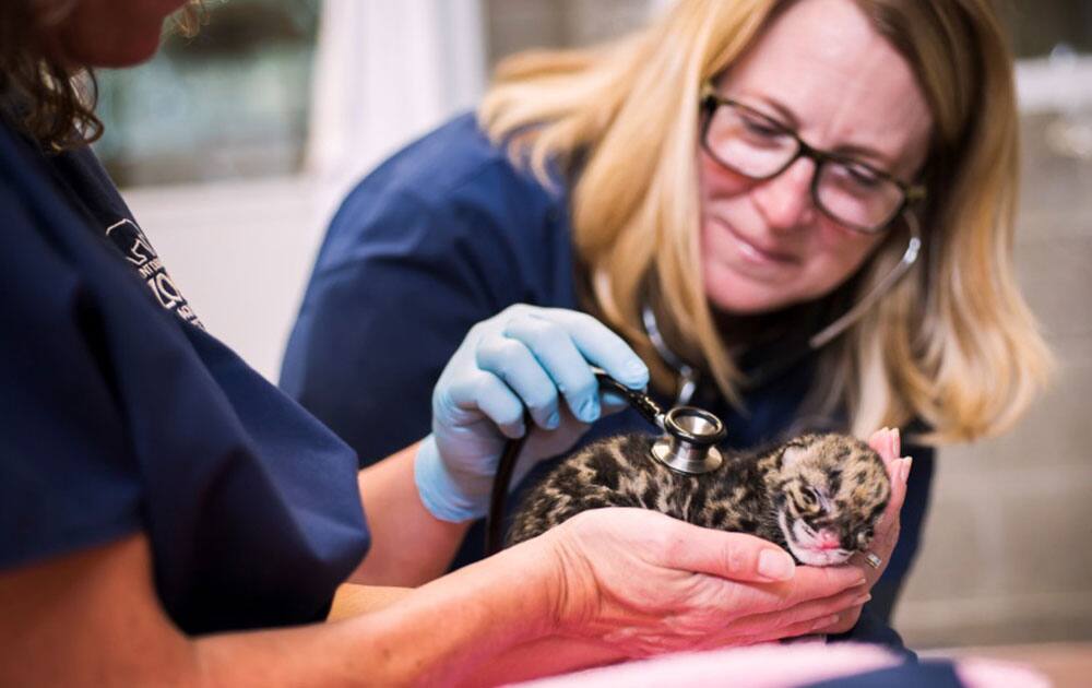 Associate Veterinarian Dr. Allison Case listens to the heart of a Clouded leopard cubs during a feeding and care session at the Point Defiance Zoo & Aquarium in Tacoma, Wash. The cub is one of the quadruplets were born May 12. 