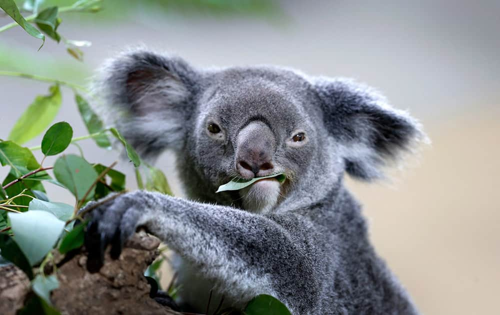 A koala feeds on eucalyptus leaves in its new enclosure at the Singapore Zoo.