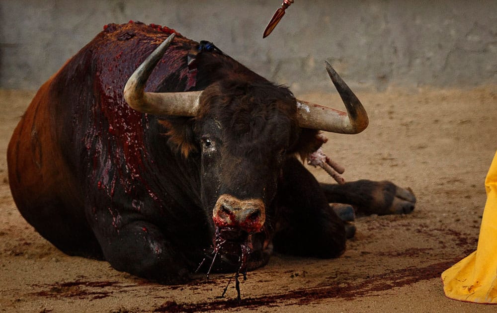 A Jandilla's ranch fighting bull bleeds to die during a bullfight of the San Isidro fair in Madrid, Spain.