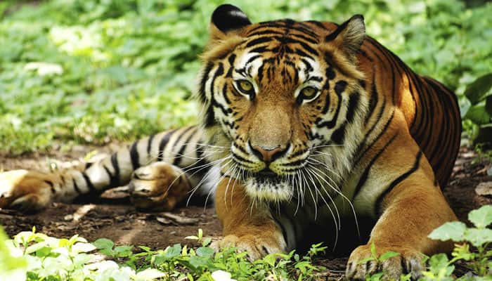 SC orders Ranthambhore tiger T-24 to remain in Sajjangarh for now