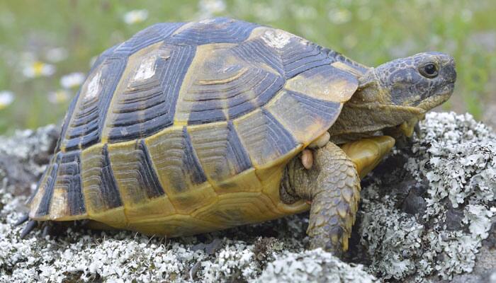 207 giant turtles to be released in the Galapagos