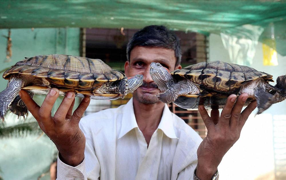 A man shows a pair of turtles in Thane, Mumbai on World Turtle Day.