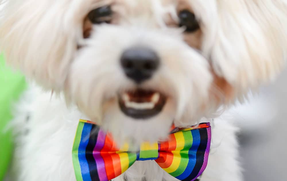 A dos sports a rainbow bow tie, during a Gay Pride Parade in Bucharest, Romania.