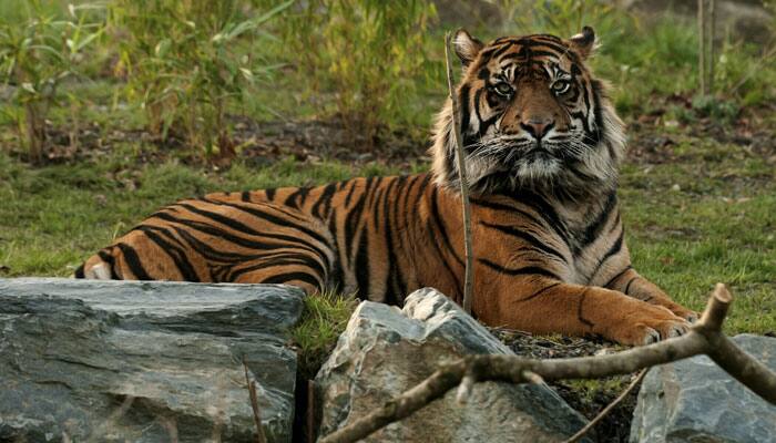 Steps to improve habitat, security at Buxa as experts doubt presence of tigers