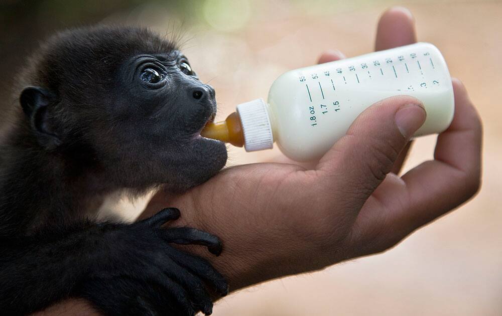 A two month-old Black Howler Monkey named Gael by the zoo staff, is nursed in the Rescue Center at a National Zoo of Managua, Nicaragua.