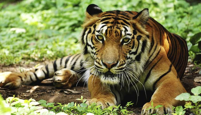 48 tigers in non-protected Chandrapur forest areas: Survey