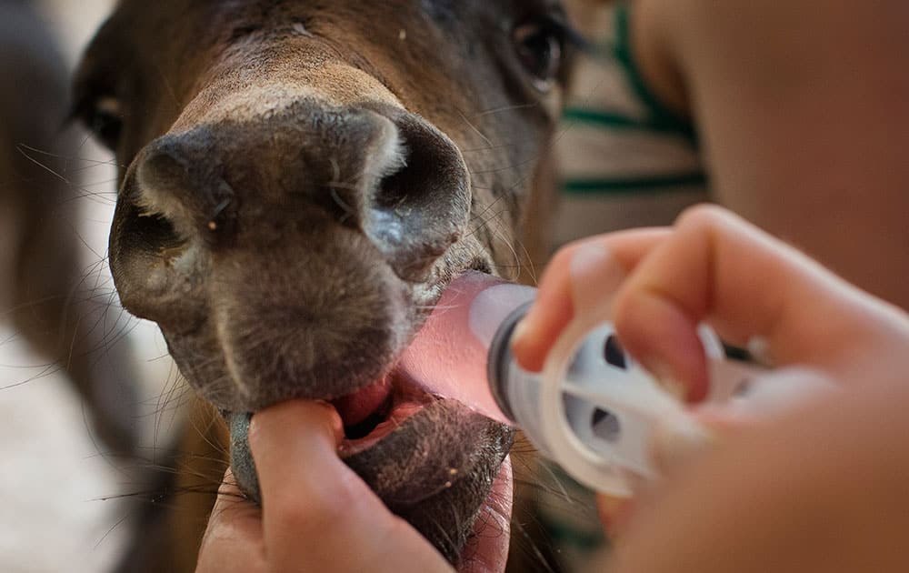 a foal is given fluids to combat the symptoms of a rotavirus infection at Last Chance Corral in Athens, Ohio.