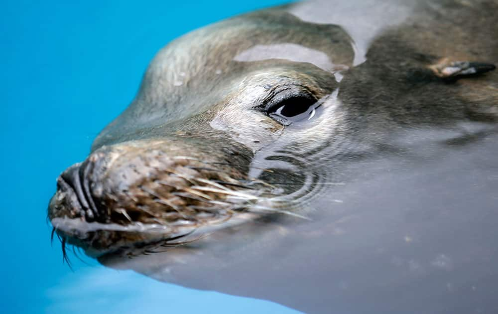 A giant sea lion, nicknamed Bubba, swims in a recovery pool at SeaWorld San Diego's animal rescue center, in San Diego. 