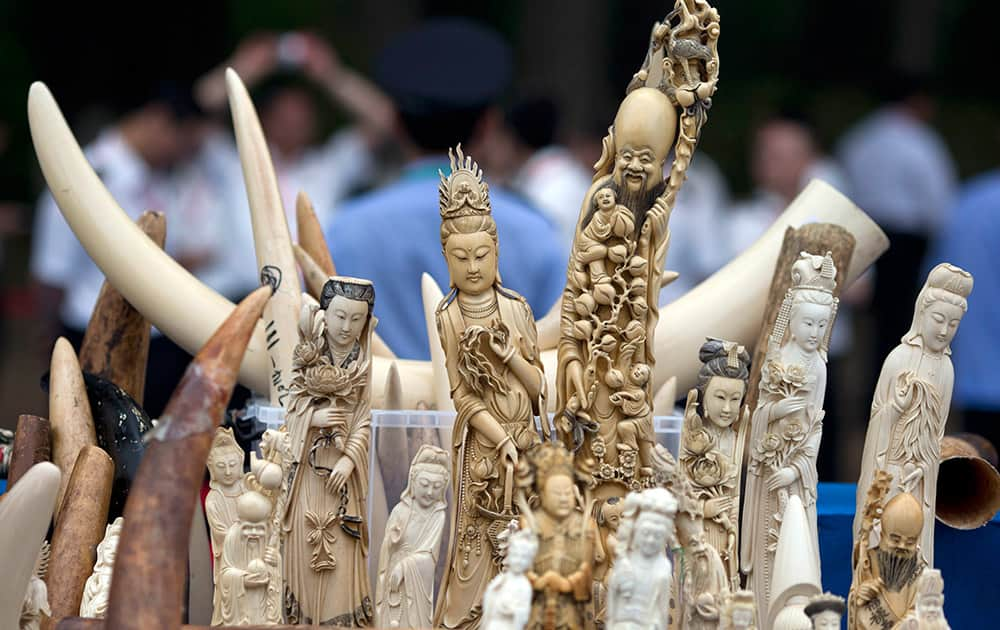 Ivory products are prepared for destruction during a ceremony in Beijing. China's State Forestry Administration and General Administration of Customs officials presided over a ceremony to destroy more than 660 kilograms of ivory that was seized after being smuggled into the country, as part of a crackdown on the illegal trade.