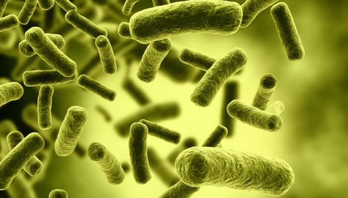 Scientists engineer E coli to fight drug-resistant bacteria