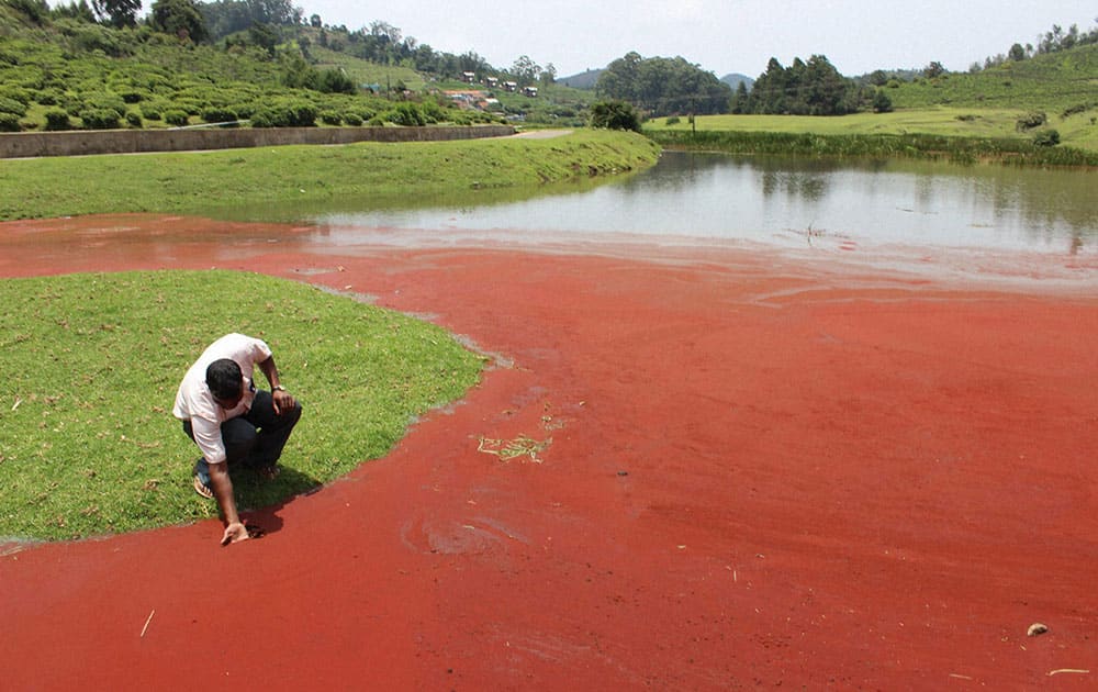 A man looking at the water in a dam which turning red due to some chemical reaction, in Udhagamandalam near Ooty, Tamilnadu.