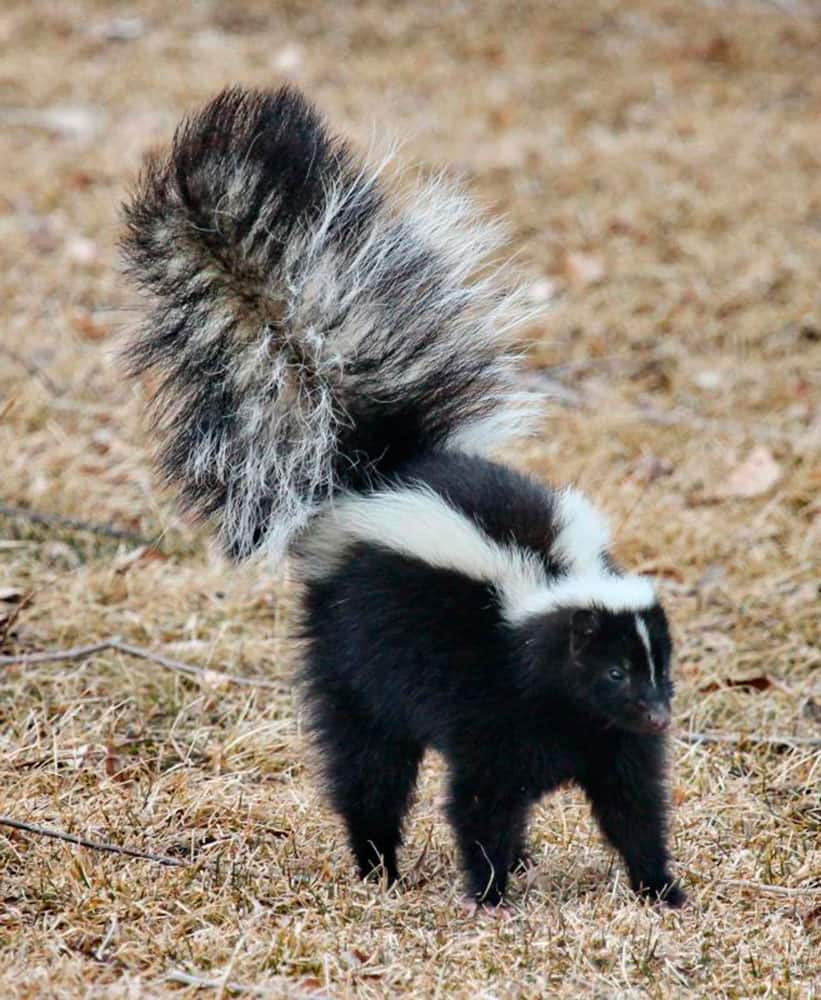 This photo provided by courtesy of the National Park Service/Wallace Keck shows a striped skunk in the City of Rocks National Reserve in Idaho. 