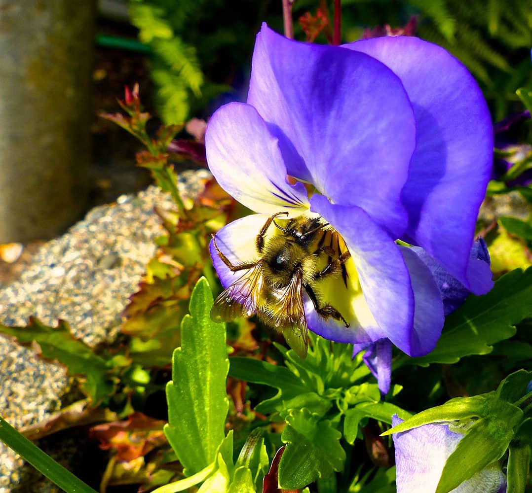 a bumblebee gathering pollen from a pansy-filled pot near Langley, Wash. Changing land use, viruses and pesticides are causing massive pollinator losses. Restoring the honeybee population is drawing the most emphasis but native bee species also are disappearing. Attract them with containers.