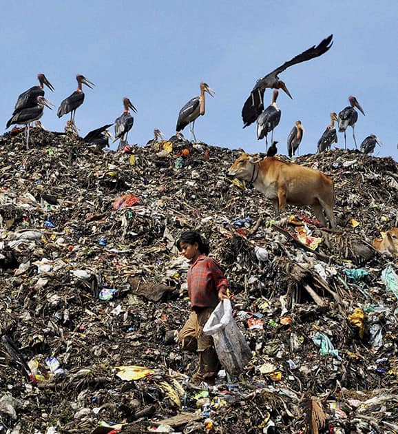 A rag picker collecting plastic waste from a garbage dumping site at Boragaon on the eve of World Environment Day.