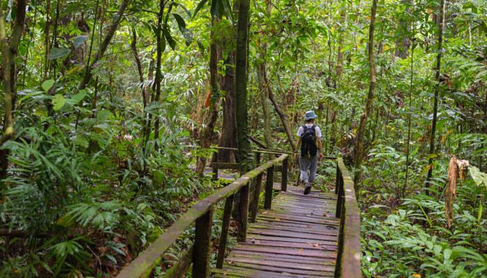 Borneo Rainforest