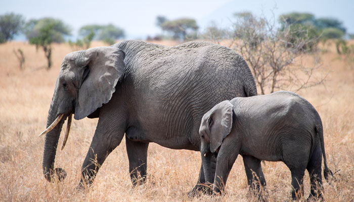 Line transect method apt for elephant count: Researchers Line transect method apt for elephant count: Researchers