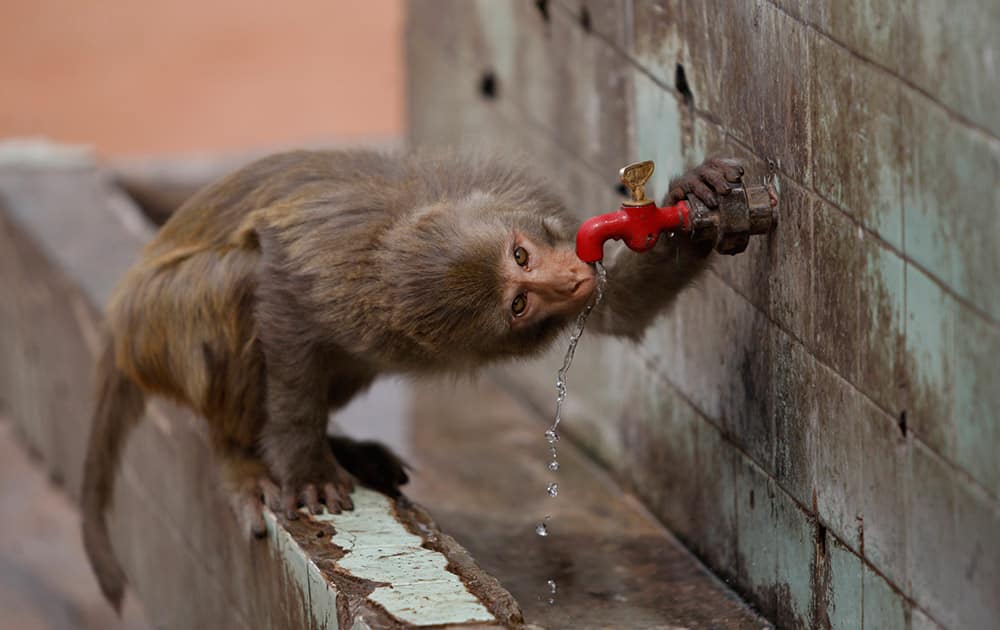 A monkey drinks from a water tap on a hot summer day in Jammu.
