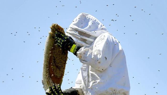 Man survives 500 to 1,000 stings by swarming Arizona bees
