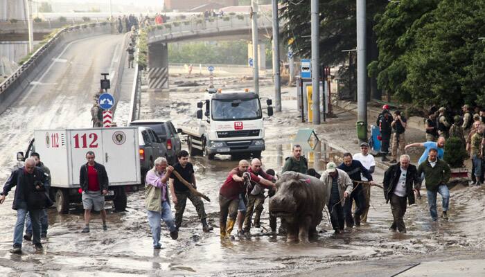 When tigers, lions, wolves, even a hippopotamus roamed the streets of Georgia