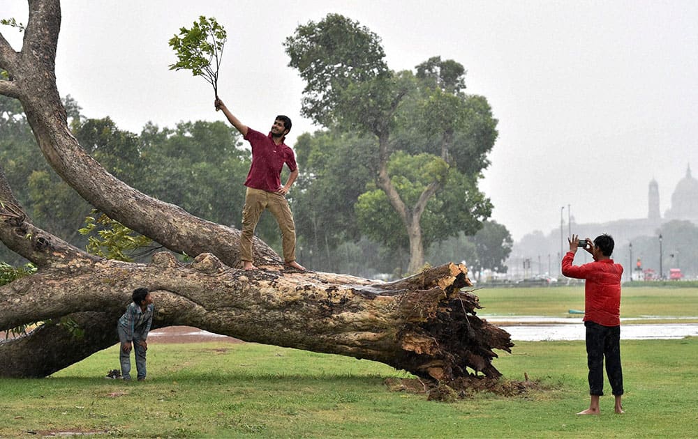 People enjoy with a fallen tree during the pre-monsoon showers at Rajpath in New Delhi.