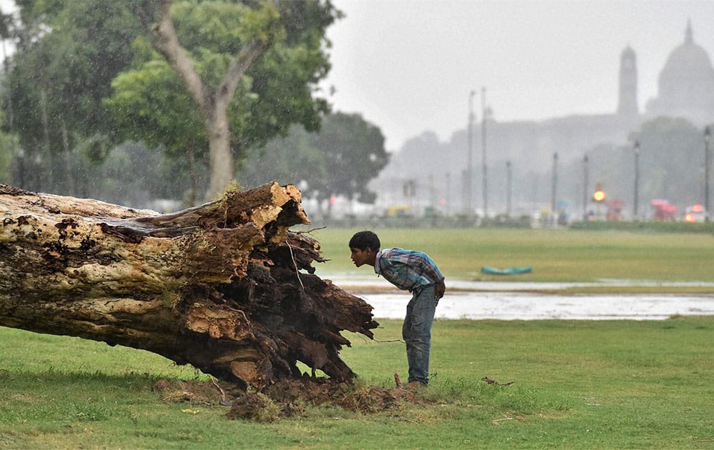 A boy looks at a fallen tree during heavy wind and pre-monsoon showers at Rajpath.