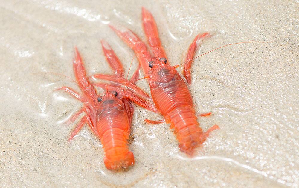 This photos shows two of the thousands of tuna crabs that washed up on the shore in Dana Point, Calif.