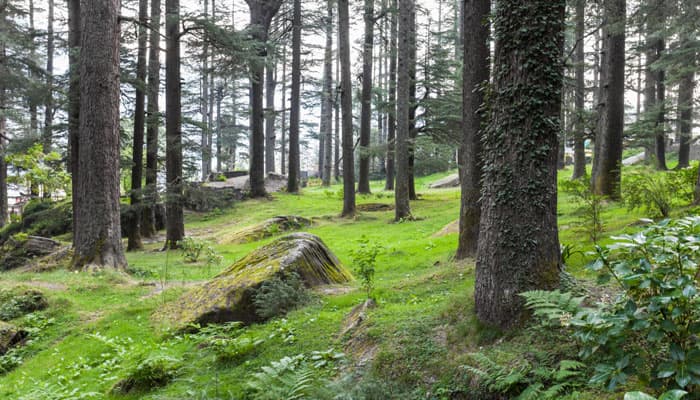 Himachal forms 4.80 percent of India&#039;s forests