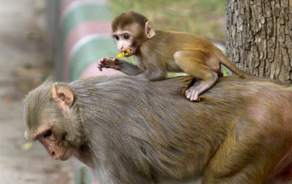 A baby monkey playing on its mothers back in New Delhi.