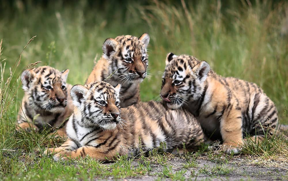 Siberian tiger quadruplets, sit in the grass during their presentation to the public, at the Tierpark zoo in Berlin, Germany.