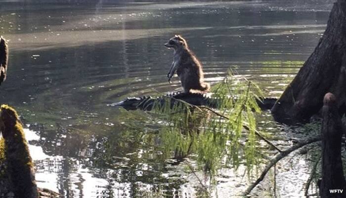 Man captures rare photo of raccoon &#039;riding an alligator&#039; in Florida forest