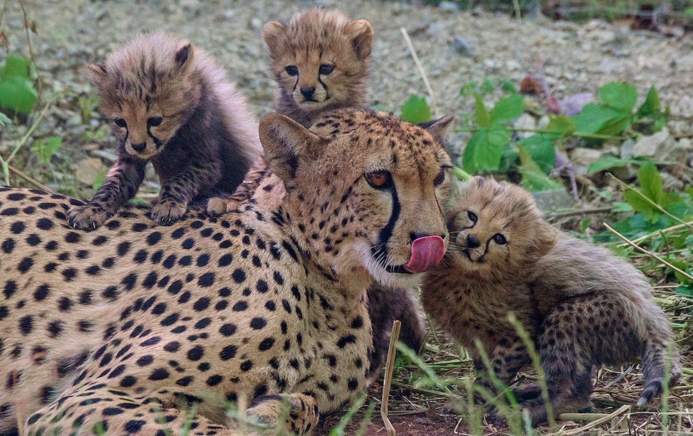 Cheetah mother Freela relaxes with three of her six babies at the zoo in Erfurt, central Germany. The cheetah cubs were born on May 6, 2015.