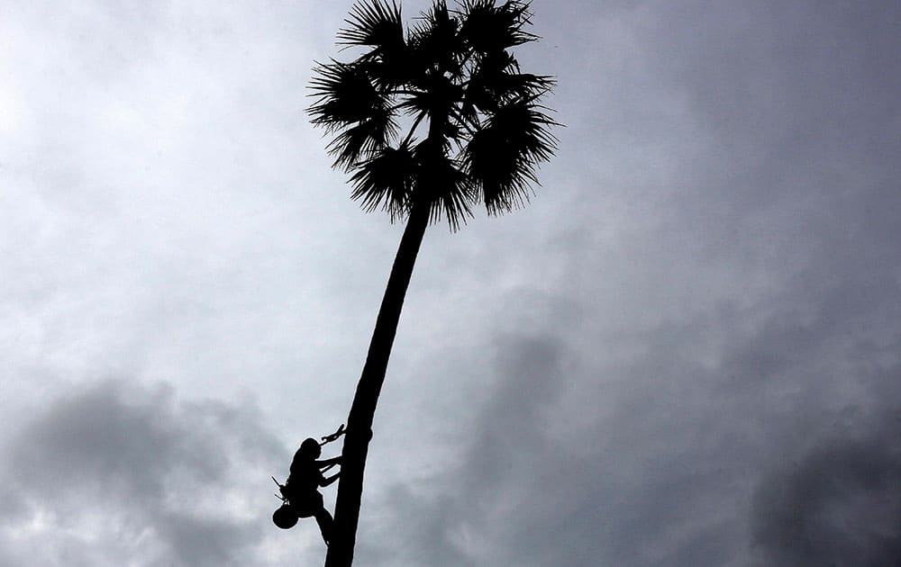 A toddy tapper climbing a palm tree to collect toddy is silhouetted against a cloudy sky in Hyderabad.