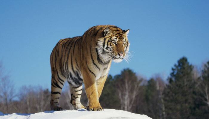 Tigers&#039; scent spray may be better way to track them