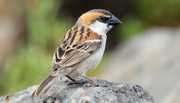 Bihar CM orders conservation of state bird sparrow | Environment News | Zee  News