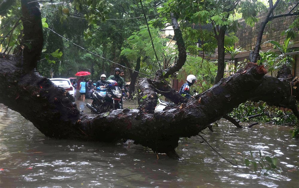 A tree falls on a road after heavy rains at Dadar in Mumbai.