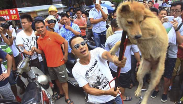 Millions in China wish to call off dog meat festival