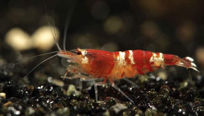 Trial farming of shrimp in Kerala proves a success