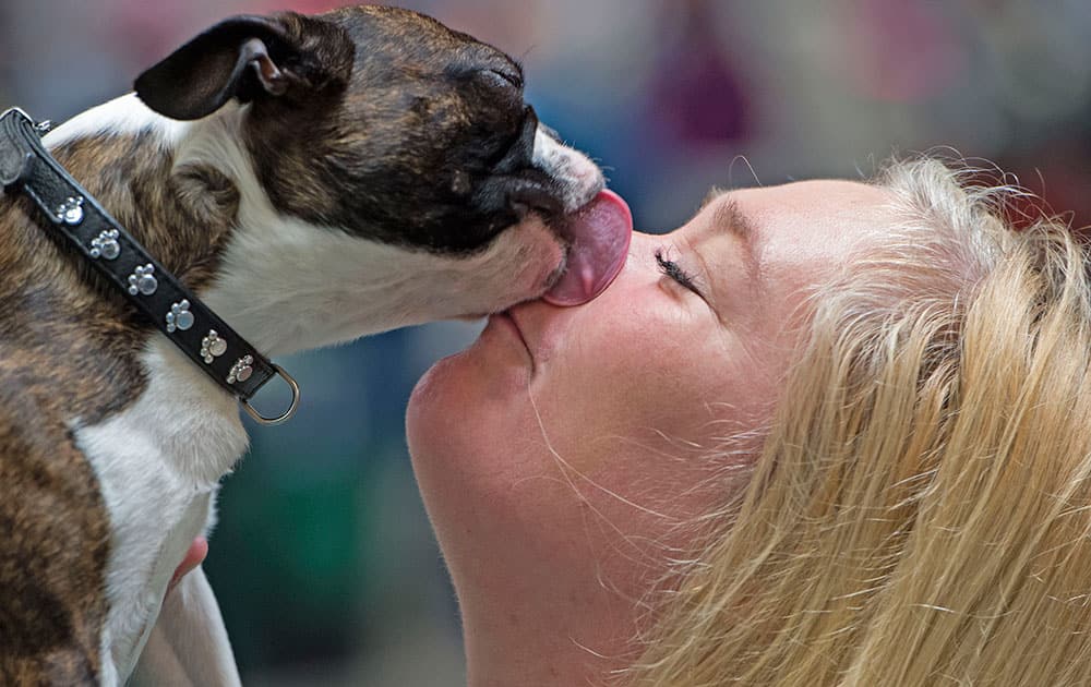 Helene Hulthei of Sweden gets a kiss of her Boston terrier 'Archie' during the International pedigree dog and purebred cat exhibition in Erfurt, Germany.