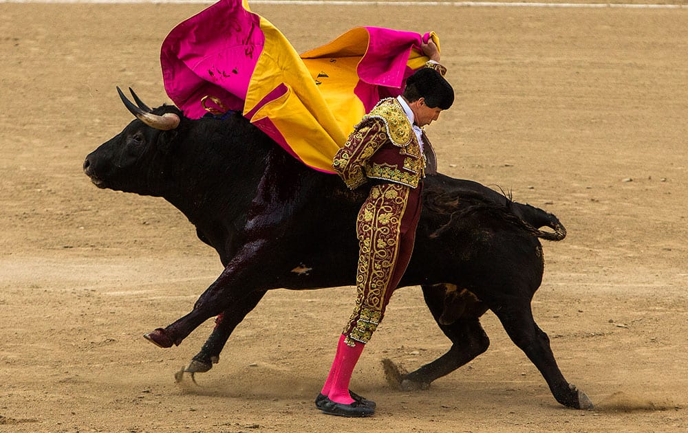 Bullfighter Tomas Angulo performs with a fighting bull during a bullfight at Las Ventas bullring in Madrid, Spain.