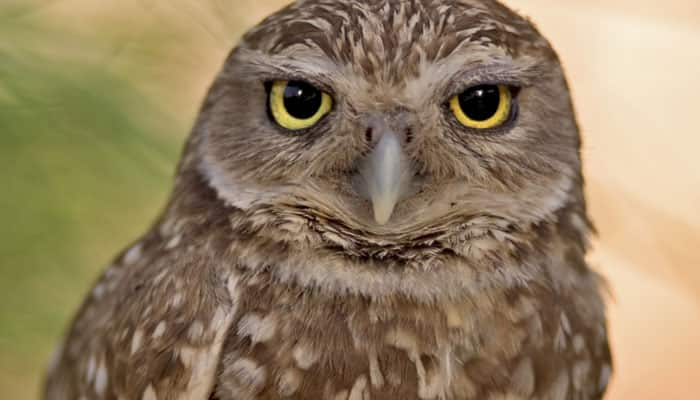 &#039;Owls&#039; inspire &#039;quieter&#039; wind turbines and planes