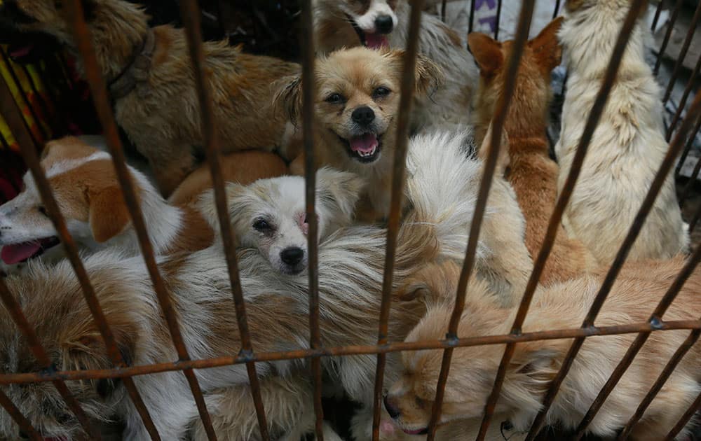 Dogs in a cage look at passers-by at Yulin Big Market in Yulin, China. The Yulin “dog meat festival” is underway around the summer solstice in China. 