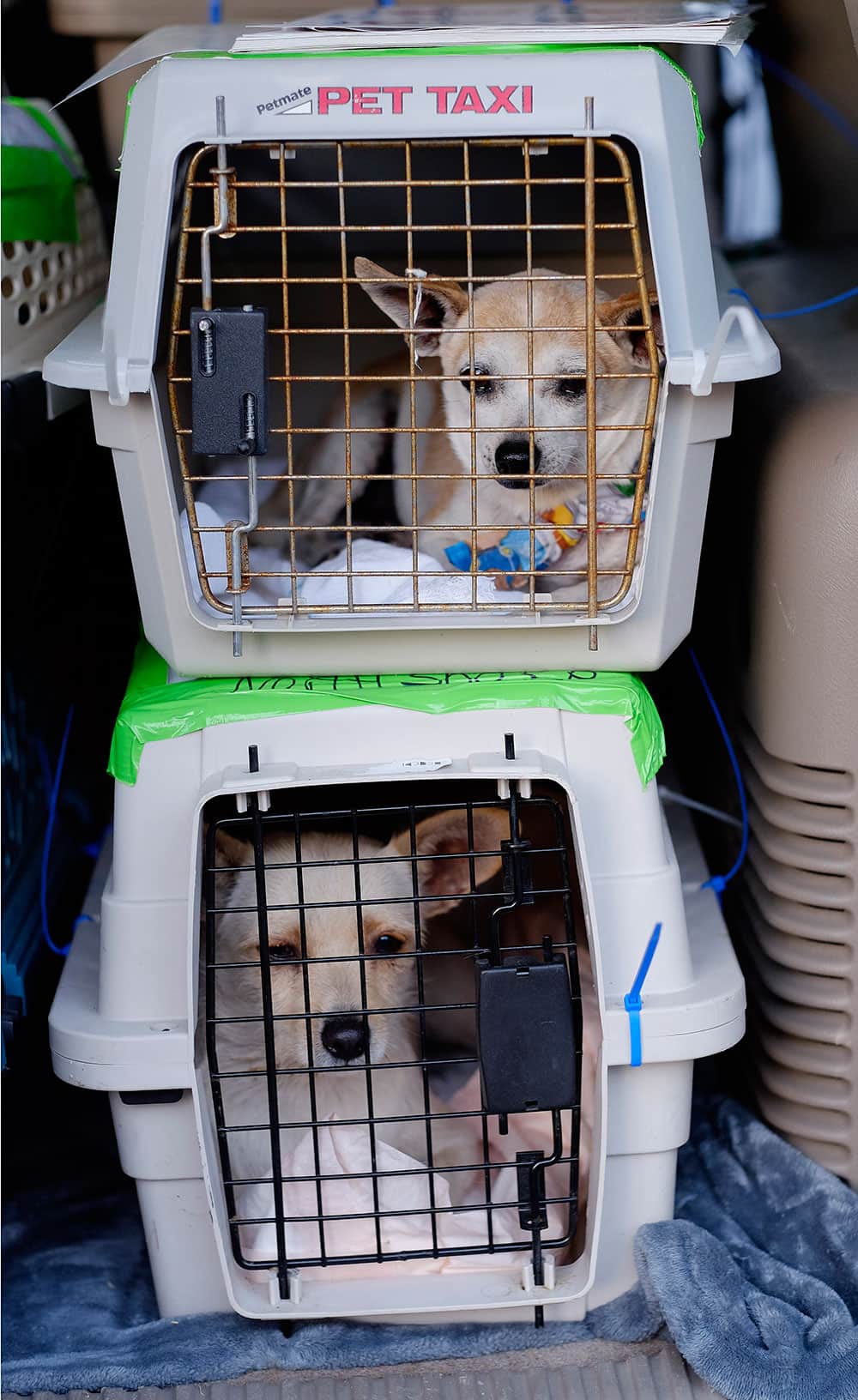 Chihuahuas arrive in a SUV at the Van Nuys Airport in Los Angels in preparation for a flight to New York. More than 150 Chihuahuas and Chihuahua mixes were boarded onto the Wings of Rescue flight that flew out of Van Nuys to their new adopted homes in New York. 