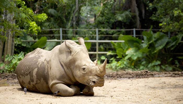 Captive rhinos face metabolic disorders in zoos