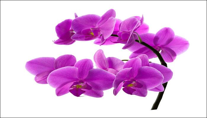 Orchids join endangered species list