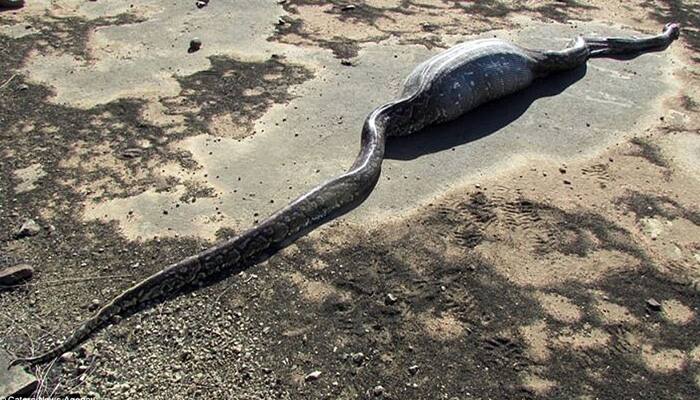 A porcupine in supper kills python!