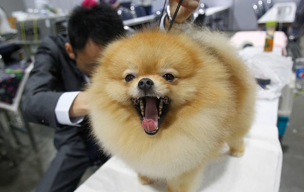 Koby, a Pomeranian from Japan, is groomed during Thailand International Dog Show in Bangkok, Thailand.